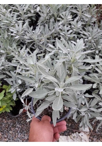 Adaçayı Salvia Officinalis Adaçayı 5 Adet