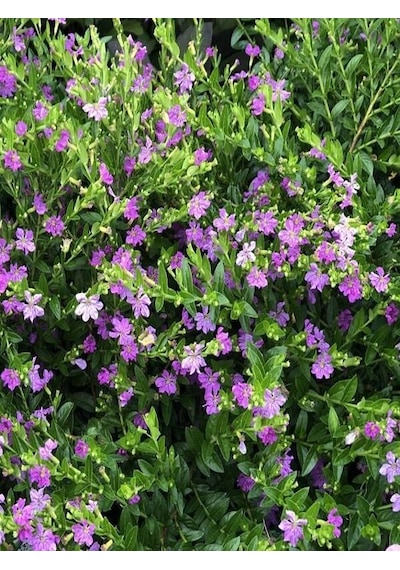 Serada Decor Plant Kufeya Cennet Çiçeği Mor - Cuphea Hyssopifolia 20-30cm İç Mekan Bitkileri