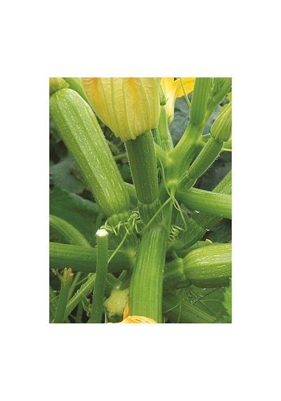 Agrodal Tarım Hybrit Dolma Kabak Tohumu 10 Adet Tohum Sku: Smgstk6f3059d241 Açık Gri