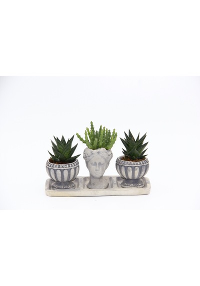 Trio Helen Gri Sukulent Seti - Haworthia Limifolia. Huernia