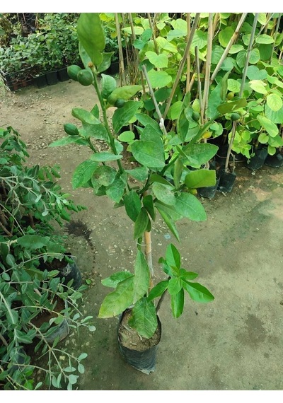 Tüplü Yediveren Limon Ağacı Fidanı