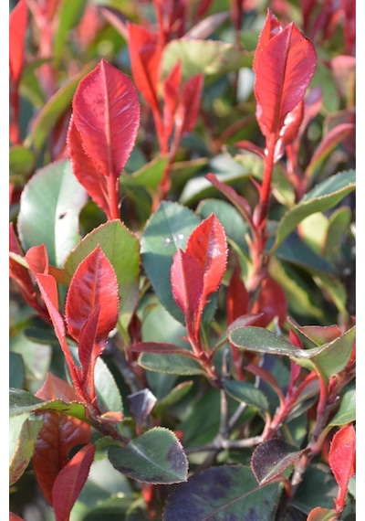 Alev Çalısı 10 Adet - Photinia Red Robin Canlı Dış Mekan Bitkisi