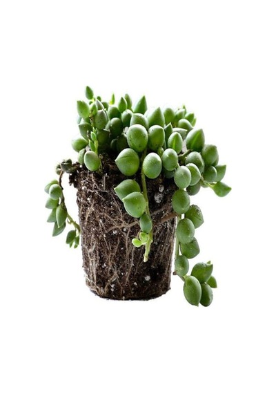Videolu Boncuk Yapılı Tesbih Çiçeği 1 Adet Saksılı/tüplü 5-15cm Iç Mekan Bitkisi Senecio Rowleyanus