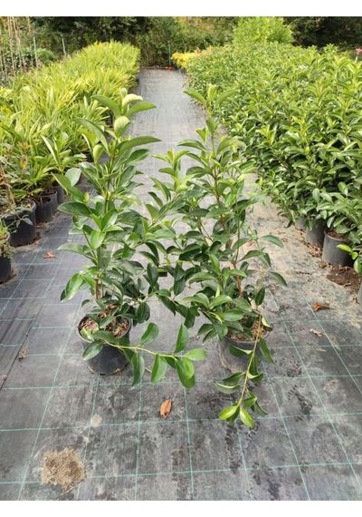 Kartopu Viburnum Lucidum 2 Adet 60-80 Cm Saksılı Dış Mekan Bahçe Peyzaj Çit Bitkisi