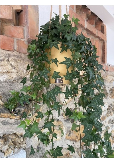 Estetik Formlu Hedera Helix 40-60 Cm Canlı Duvar Ve Çit Sarmaşığı