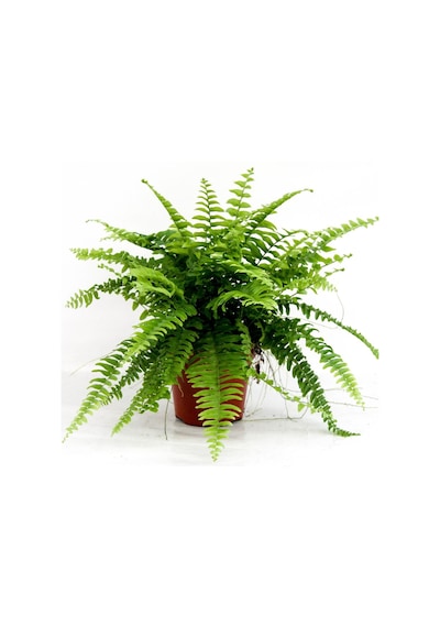 Love Stairs Seedling Aşk Merdiveni Fidanı Fujer Nephrolepis 10-20 Cm