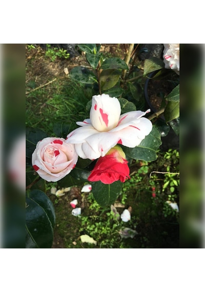 Kamelya Kırmızı Beyaz 3 Renk Açar 50-80 Cm Özel Ürün