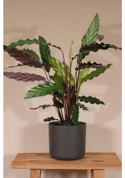 Calathea Rufibarba Wavestar - Kalatya Dua Çiçeği 10-20 Cm
