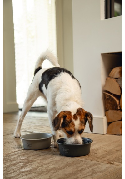 Beeztees Dbl Köpek Mama Su Kabı, Mat Gri Paslanmaz Çelik, 16cm, 940ml