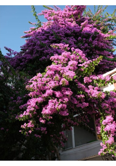 Pembe Leylak Çiçeği Fidanı 60 80 Cm 1 Adet Saksılı/tüplü Dış Mekan Bitkisi Syringa Vulgaris