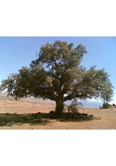 2 Adet Tohum Palamut Ağacı Tohumu Dev Palamut Ağacı Tohum