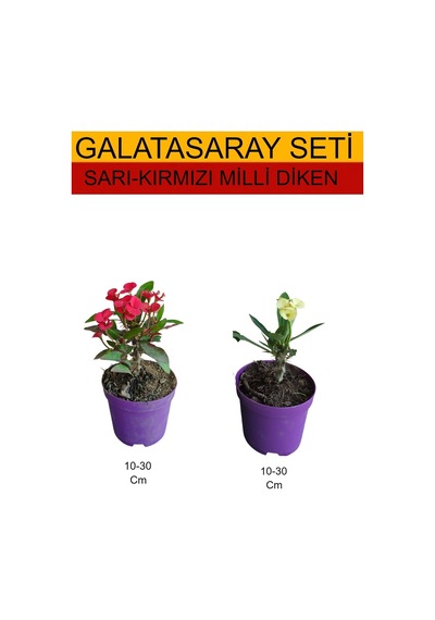 2'li Takım Seti Sarı-kırmızı Milli Dikenler Tacı Bitkileri