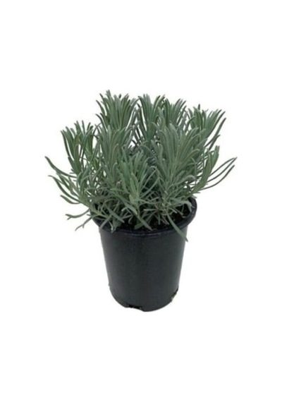 Lavanta Fidesi Fidanı 10-20 Cm