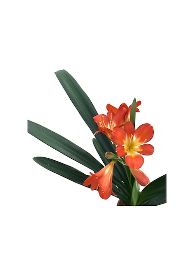 Clivia Miniata (Klivya Çiçeği) Ø12 CM Y35-40 CM