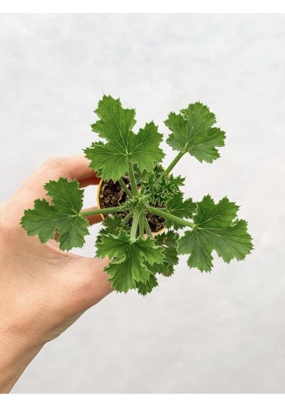 Karışık Renk Ceylangözü Sardunya Fidesi 8.5 Cm Saksıda