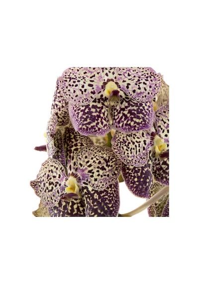 Vanda Sunanda 'ocelot Sangria' Vanda Orkide