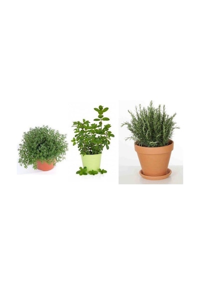 Saksılı Kekik Nane Biberiye Üçlü Set 10-20 Cm Özel Seri Kaliteli