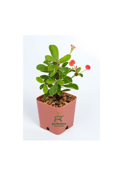 Mini Pembe Renk Milli Dikenler Tacı Çiçeği 10-15cm