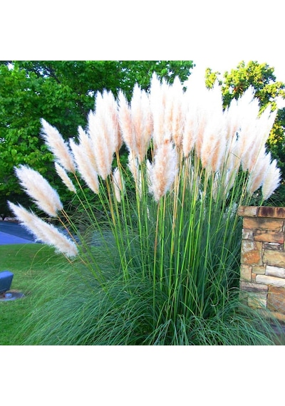 Pampas Otu - Saz Püskülü 20 Adet