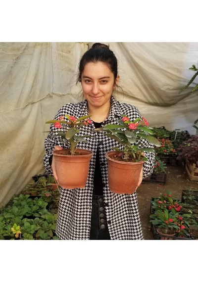 Büyük Boy Kırmızı Euphorbia Milli / Dikenler Tacı, Saksıda