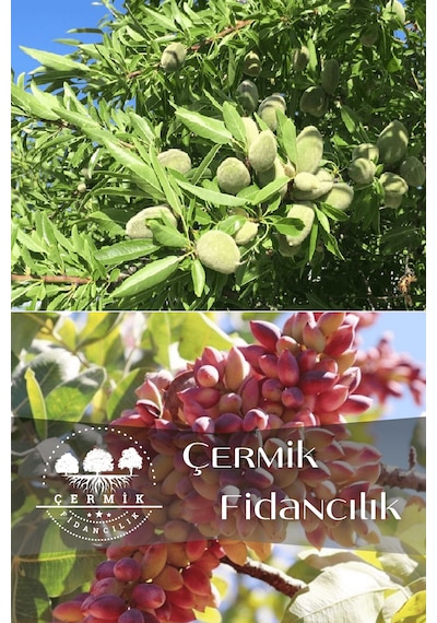 2 Çeşit Karışık Meyve Fidanı Badem Ve Antep Fıstığı