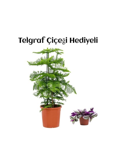 Parlak Yapraklı Salon Çamı Anneler Gününe Özel Telgraf Hediyeli