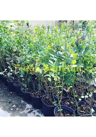 Duke Çeşiti Yaban Mersini Fidanı