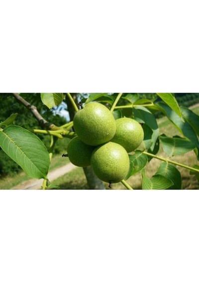 Bilecik Ceviz Fidanı 2 Yaş - Tüplü 40-60 Cm