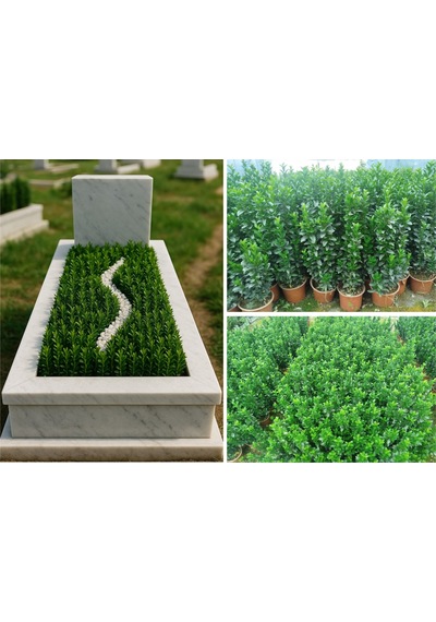 Mezar - Kabir Bitki Seti - 20 Adet Yeşil Taflan Greenspire 25-30