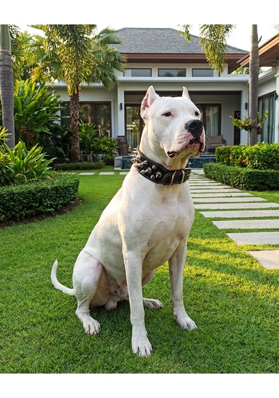 Deri Köpek Koruma Tasması Siyah