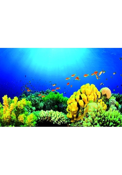 Kanki Pet 70 Cm Akvaryum Arka Fon Yapıştırma 70x45 Cm Kp7045027