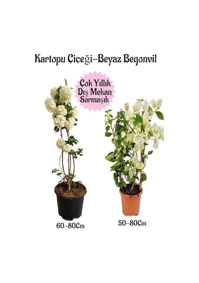 Kartopu Çiçeği 1 Adet +beyaz Begonvil 1 Adet Saksılı Bahçe Peyzaj Seti