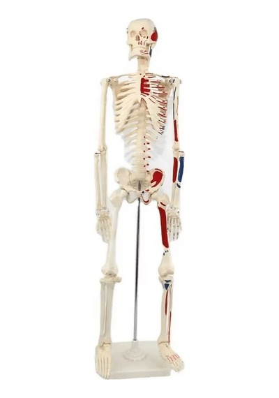 Ece İnsan İskeleti Modeli 85cm Kasları Gösteren İskelet Eğitim İçin Doğal Kemik Renginde