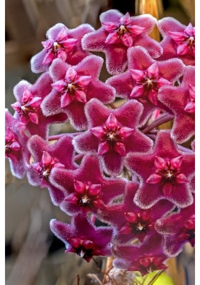 Hoya Mum Çiçeği Özel Kırmızı 10-15 Cm