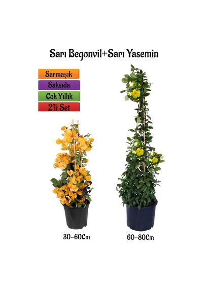 Sarı Begonvil Çiçeği Fidanı+sarı Yasemin Fidanı 2'li Bahçe Peyzaj Seti