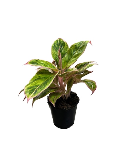 Aglaonema 'Salmon Fantasy' (Çin Herdemyeşili) Ø12 CM Y25-30 CM