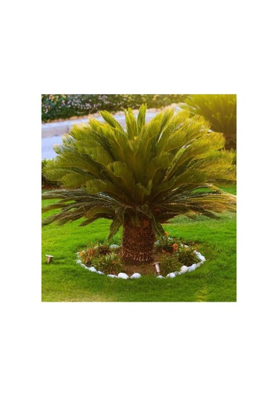 Sikas-cycas Canlı Bitki