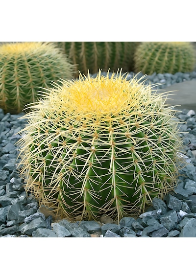 Kaktüs Altın Fıçı Kaktüsü Echinocactus Grusonii