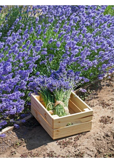 Mor Lavanta Fidanı 30 Adet Angustifolia Fidanı Tüplü/ Saksılıdır 15-25 Cm Lavender