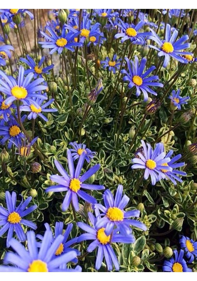 Videolu Mavi Çalı Papatyası 1 Adet Saksılı/ Tüplü 20-45 Cm Felicia Blue Daisy Bush