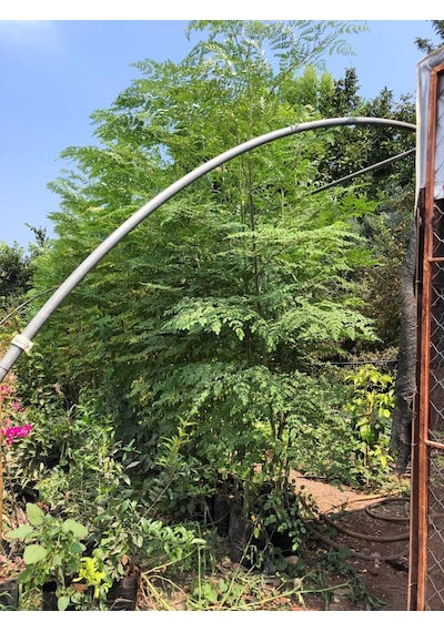 Moringa Agacı Fidanı 1.50 Metre