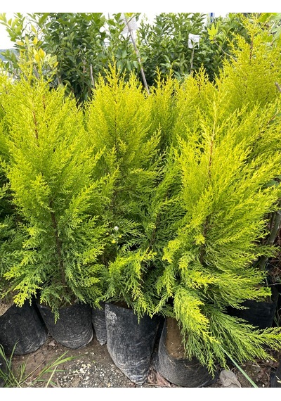 Tüplü Limoni Servi 4 Adet Boy 50-60cm