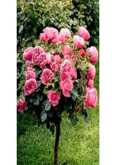 Bitkim Sende Baston Gül Yoğun Kokulu Pembe Renkli 40 60 Cm 1 Adet Aşılı Gül Walking Stick Rose