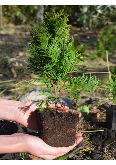 Leylandi Çam Ağacı Fidanı 20 Adet Tüplü 10-25cm Cupressus Leylandii