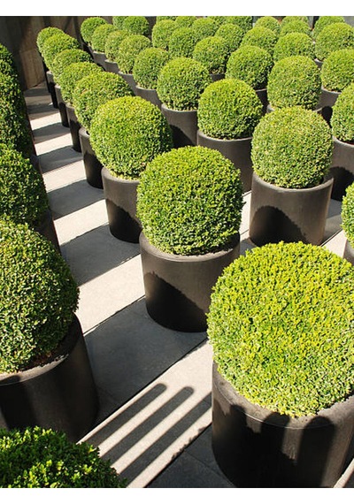 Videolu Şimşir Çalısı Fidanı 30-45 Cm Saksılı Dış Mekan Bitkileri Buxus Microphylla 'faulkner'