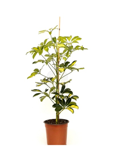 Şeflera Tek Gövdeli 50-70cm