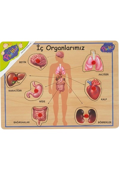 Playwood Ahşap Tutmalı Eğitici Puzzle İç Organlarımız ONY167