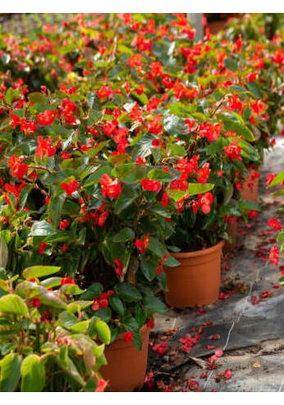 Videolu Kırmızı Katlı Saksılı Begonya Çiçeği 1 Adet Saksılı/ Tüplü 20-40cm Red Begonia