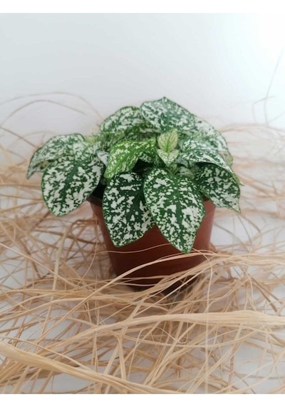 Çok Avantajlı Hypoestes Phyllostachya - Hostes Çiçeği Beyaz