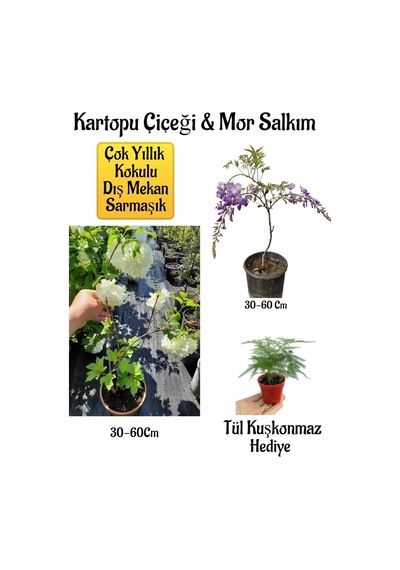 Kokulu Kartopu Çiçeği+mor Salkım Ağacı Fidanı Tül Kuşkonmaz Hediyeli Peyzaj Seti